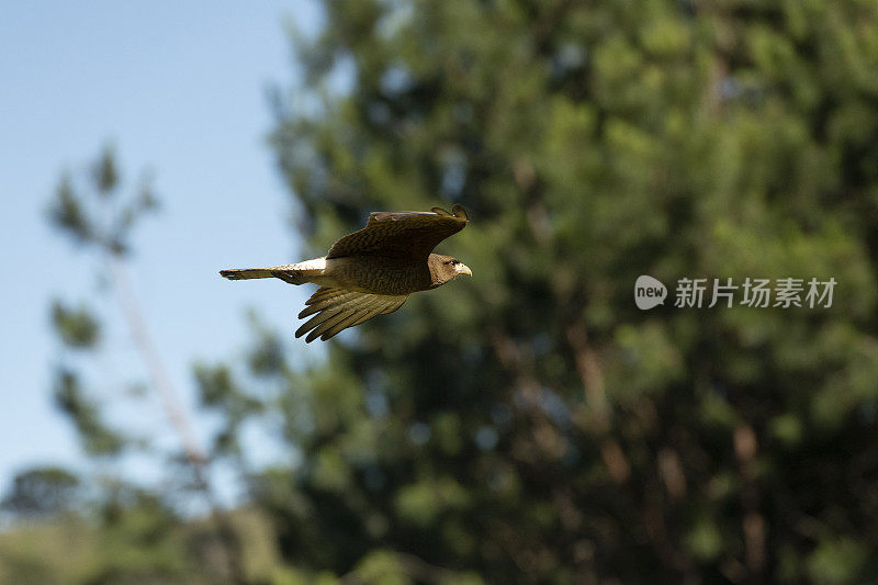 Chimango Caracara (Milvago ximango)